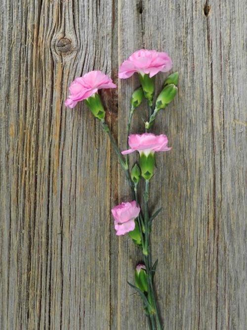 MALIBU LAVENDER MINI CARNATIONS